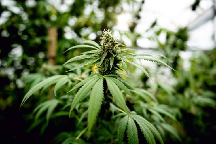 Selection of Best Scientific Publications on Cannabis — February 2024