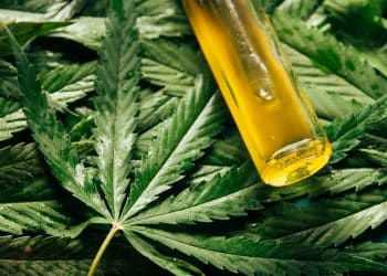 cannabis versus non-cannabis terpenes