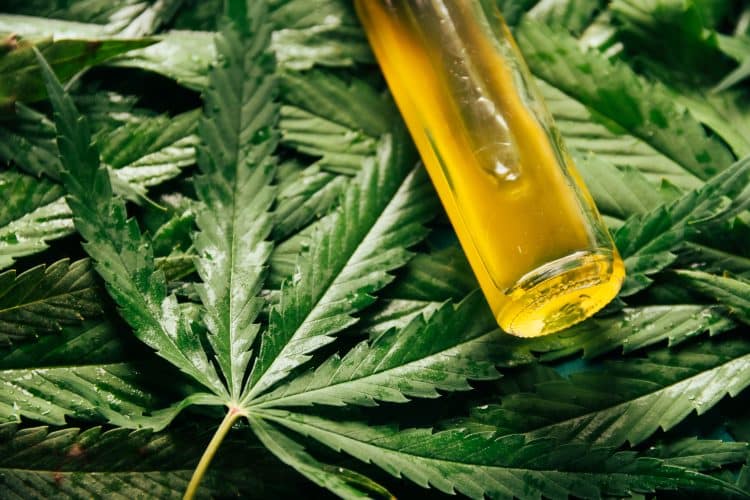 cannabis versus non-cannabis terpenes