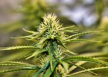 A closeup shot of a green cannabis plant with long leaves on an isolated