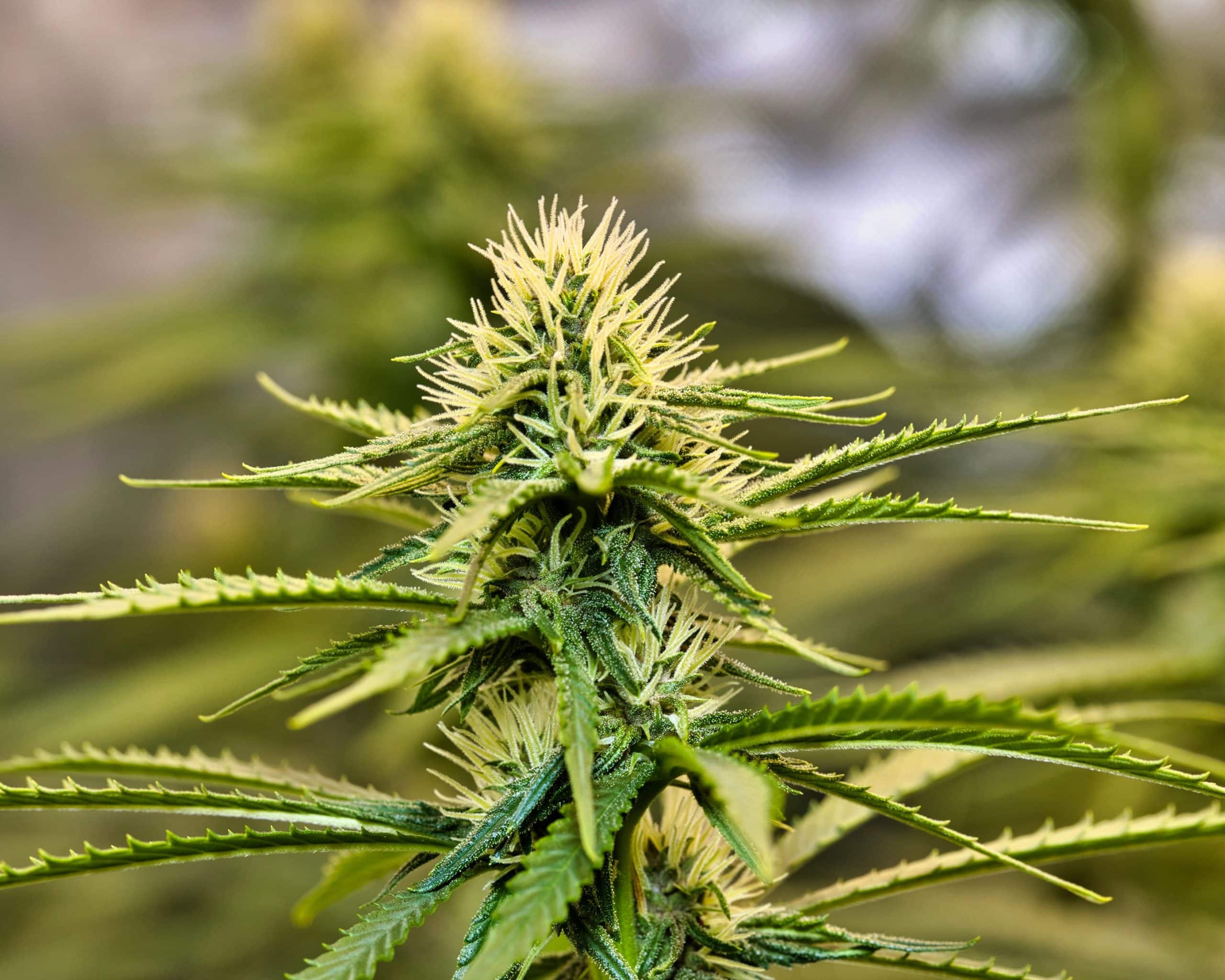 A closeup shot of a green cannabis plant with long leaves on an isolated