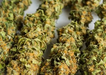 medical scientist with cannabis hemp research in medicine laboratory to make a herbal extract CBD chemical oil or alternative drug from marijuana leaf plant, organic nature herb in science test