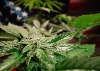 Journey of Cannabis in America