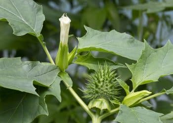 Datura Stramonium