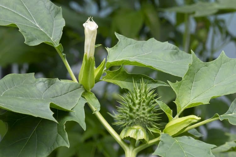 Datura Stramonium