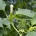 Datura Stramonium