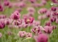Extraction and Isolation of Morphine from Papaver somniferum L.
