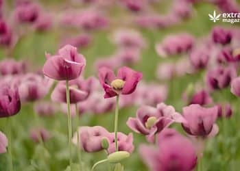 Extraction and Isolation of Morphine from Papaver somniferum L.