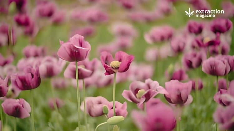 Extraction and Isolation of Morphine from Papaver somniferum L.