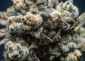Selection of Best Scientific Publications on Cannabis — March 2024