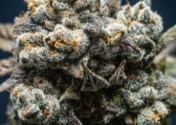 Selection of Best Scientific Publications on Cannabis — March 2024