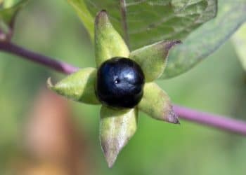 Extracts of Atropa belladonna L.