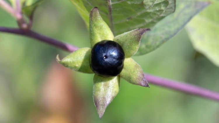 Extracts of Atropa belladonna L.