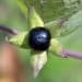 Extracts of Atropa belladonna L.