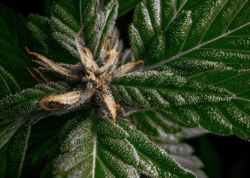 Selection of Best Scientific Publication on Cannabis — January 2024