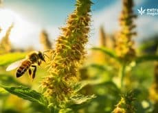 Hemp Extract Protects Bees from Pesticides