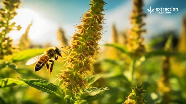 Hemp Extract Protects Bees from Pesticides