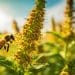 Hemp Extract Protects Bees from Pesticides