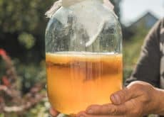 Kombucha