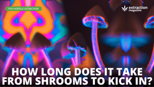 How Long Does it Take From Shrooms to Kick In?
