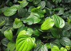 Kava leaves growing naturally