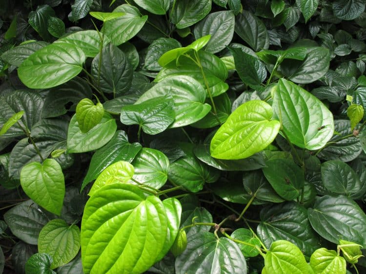Kava leaves growing naturally