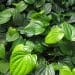 Kava leaves growing naturally