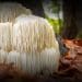 Lion's Mane Extract