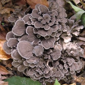 Maitake Mushrooms