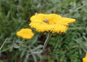 The Woolly Umbrella, a natural unexpected source of cannabinoids
