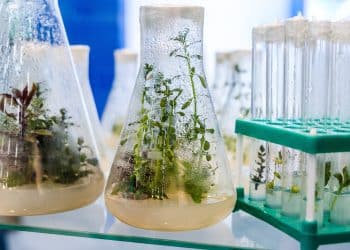 Active Compounds From Plants