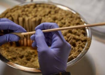 What Cannabis Manufacturers Can Learn from Food Processing
