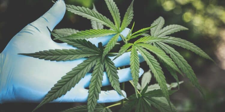 Will Cannabis Extractors Need Quality Departments Like Food Manufacturers?
