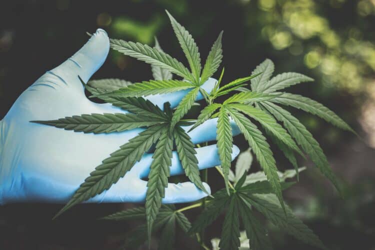 Will Cannabis Extractors Need Quality Departments Like Food Manufacturers?