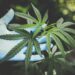 Will Cannabis Extractors Need Quality Departments Like Food Manufacturers?