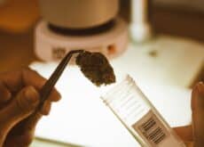 Cannabis flower sample held with laboratory tweezers above a sample container during quality testing.