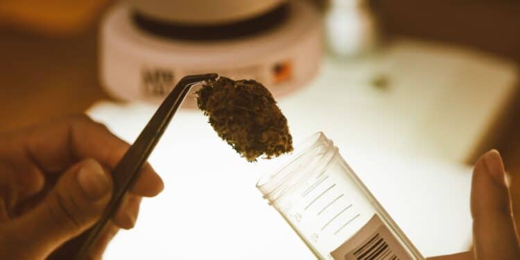 Cannabis flower sample held with laboratory tweezers above a sample container during quality testing.