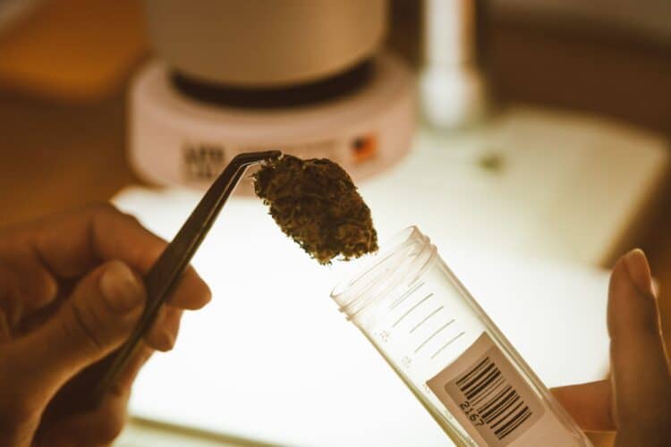 Cannabis flower sample held with laboratory tweezers above a sample container during quality testing.