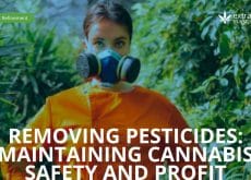 Removing Pesticides: Maintaining Cannabis Safety and Profit