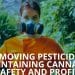 Removing Pesticides: Maintaining Cannabis Safety and Profit
