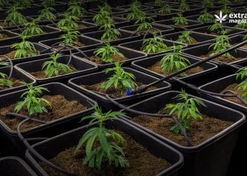 Scientus Pharma Receives U.S. Patent for Decarboxylated Cannabis Resins Method