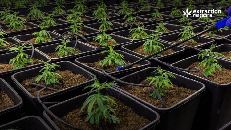 Scientus Pharma Receives U.S. Patent for Decarboxylated Cannabis Resins Method