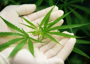 Selection of Best Scientific Publication on Cannabis - October 2023