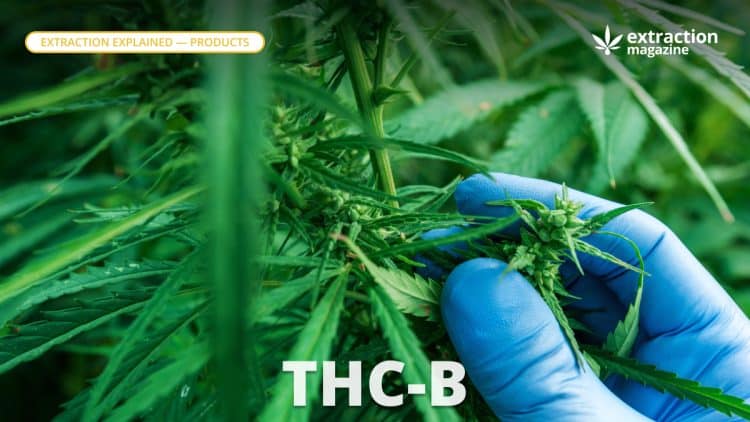 THC-B - Extraction Magazine