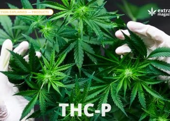 THC-P