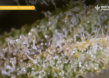 Trichome
