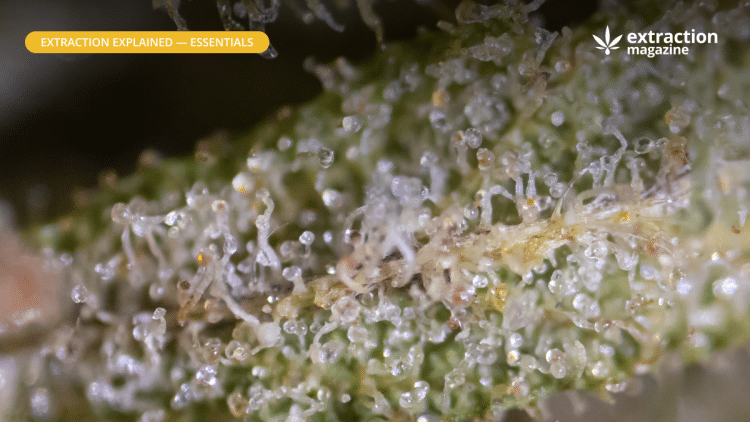 Trichome