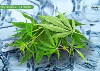 Ice Water Extraction