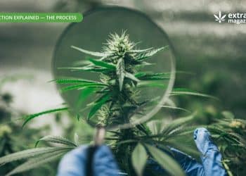 Seed-to-Sale Concentrates