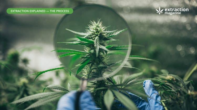 Seed-to-Sale Concentrates